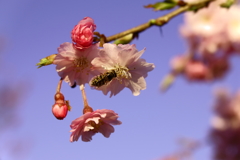 桜とハナアブ