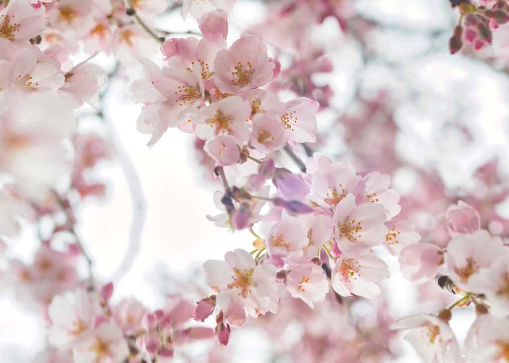 蓮照寺枝垂れ桜3