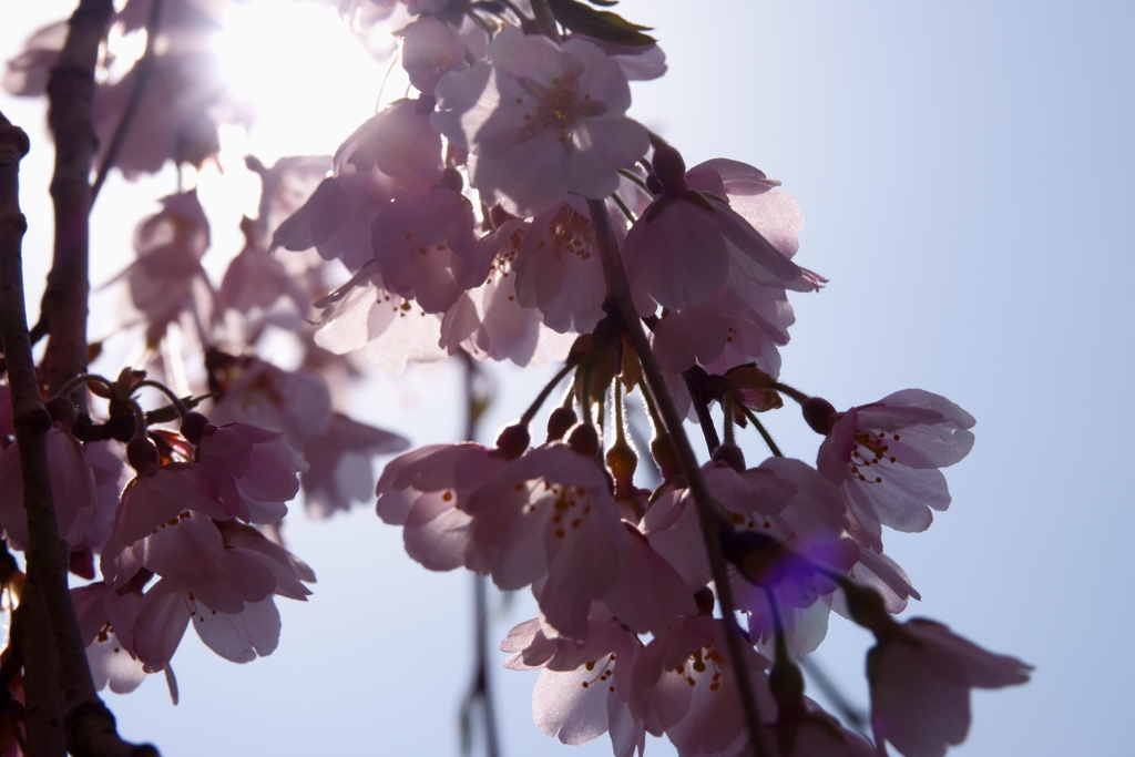 蓮照寺 枝垂桜2