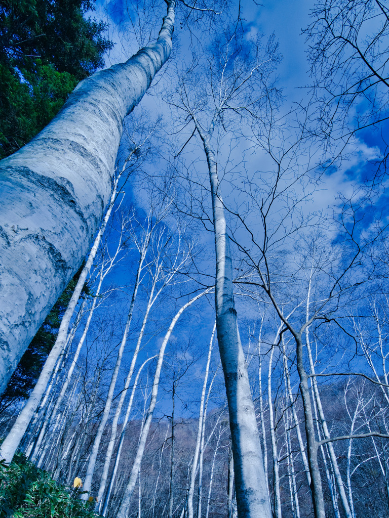 晩秋の白樺林