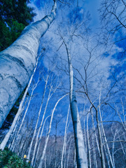 晩秋の白樺林