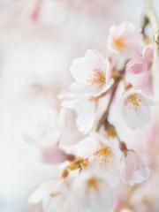 蓮照寺 枝垂桜