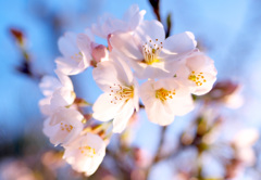 桜 ソメイヨシノ開花2