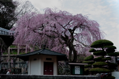 蓮照寺 枝垂桜1