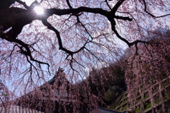 蓮照寺 枝垂桜3