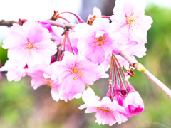 ヒバゴンの里西城も桜色2