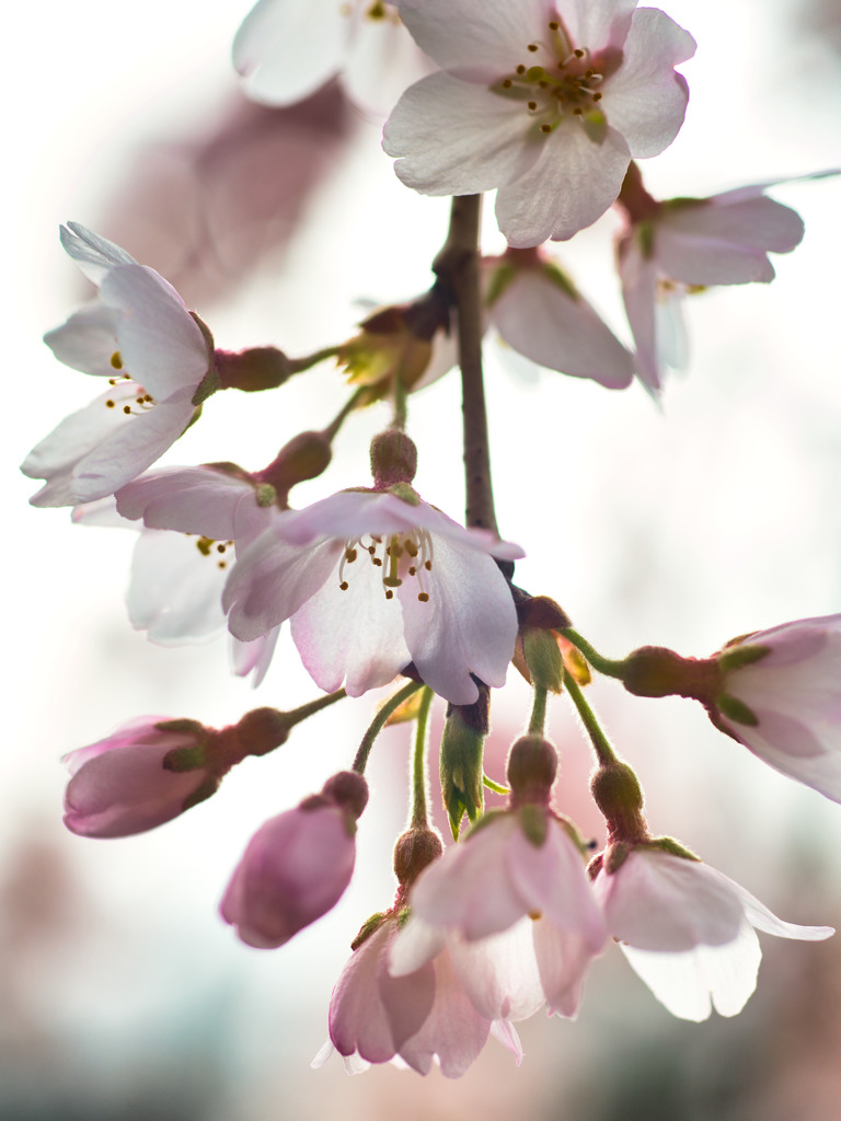 蓮照寺枝垂れ桜2