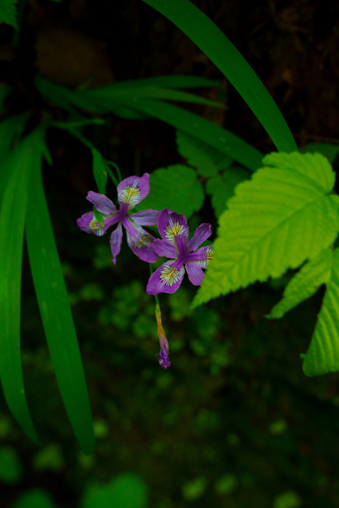 irises