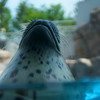 サービスショット