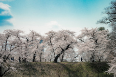 春を歩く、霞城のほとりで