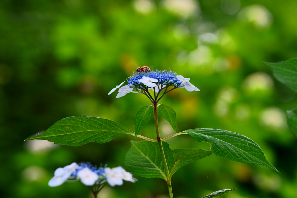 紫陽花