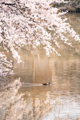 春の散歩道