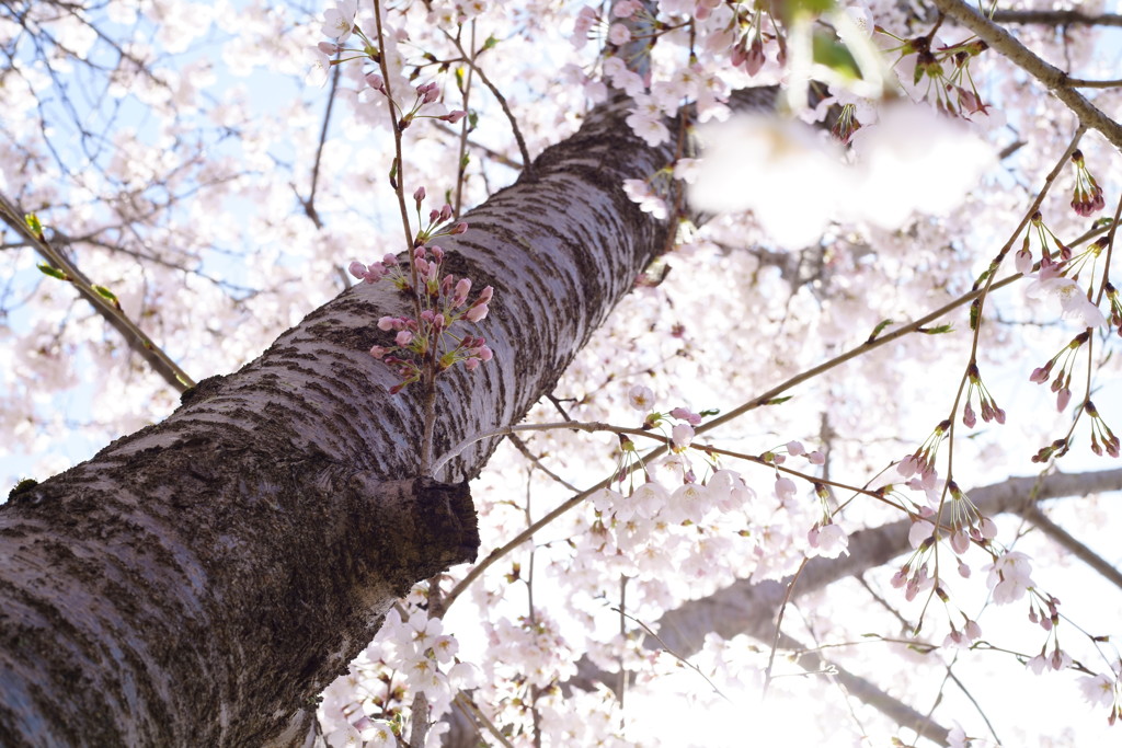 桜