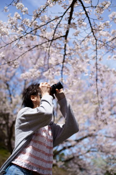 桜撮る