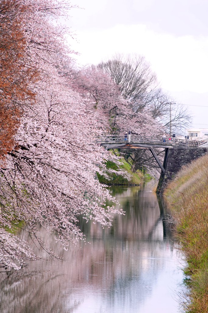 桜橋