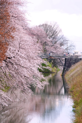 桜橋