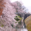 桜橋