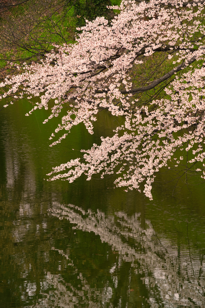 水辺の桜