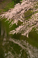 水辺の桜