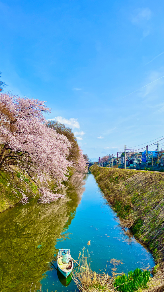 さくら咲く