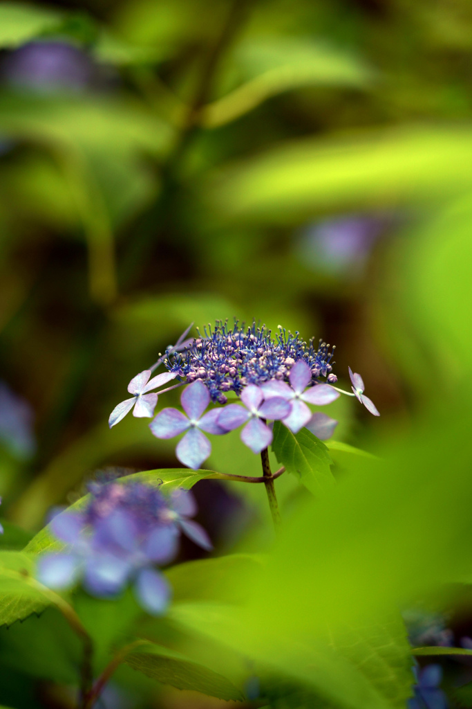 紫陽花