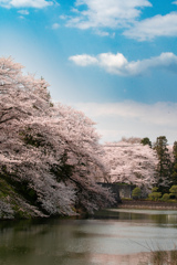 春色に染まる霞城公園