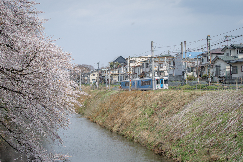 桜と電車と、春のまち