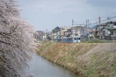 桜と電車と、春のまち