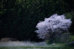 密かな桜