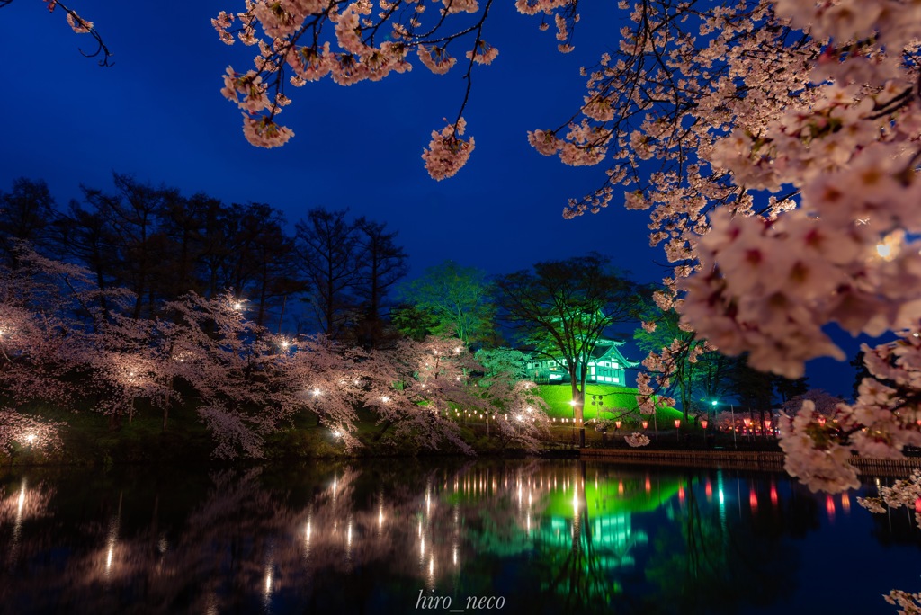 雨の夜桜