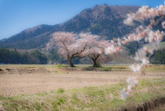 夫婦桜