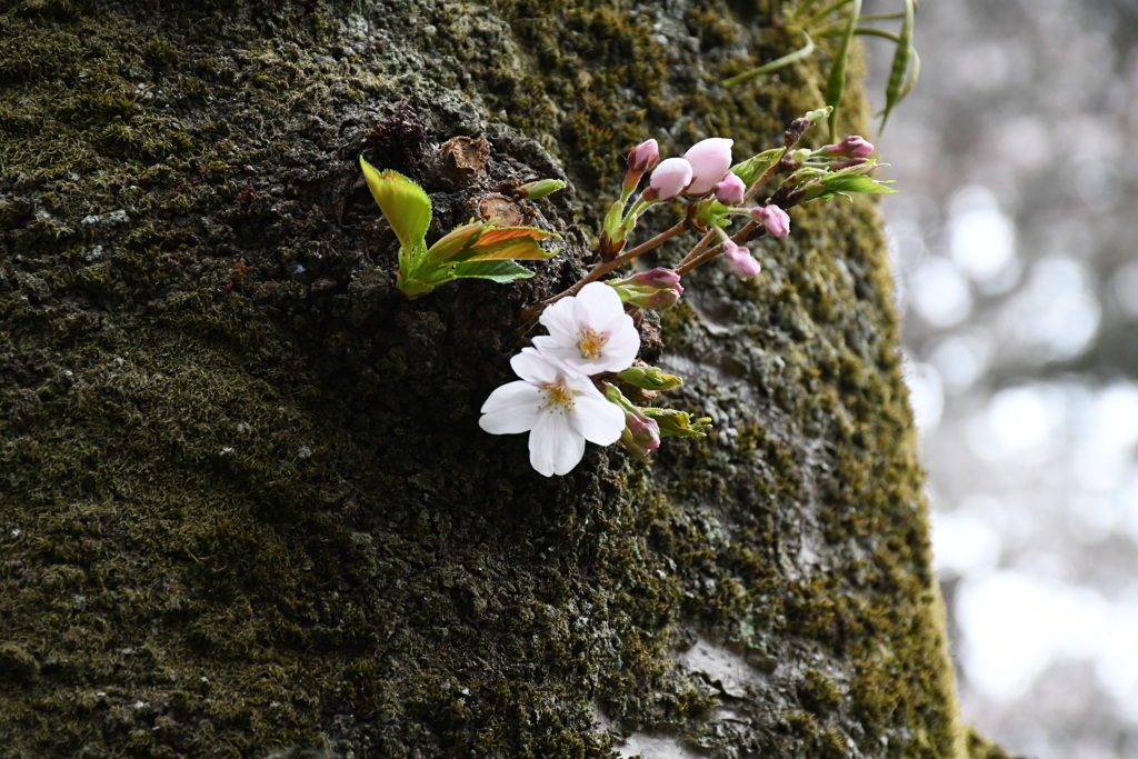 二輪の桜