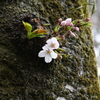 二輪の桜