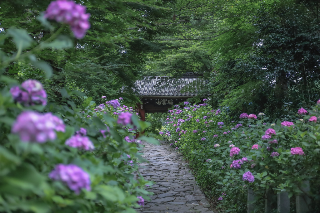 あじさい寺 本光寺