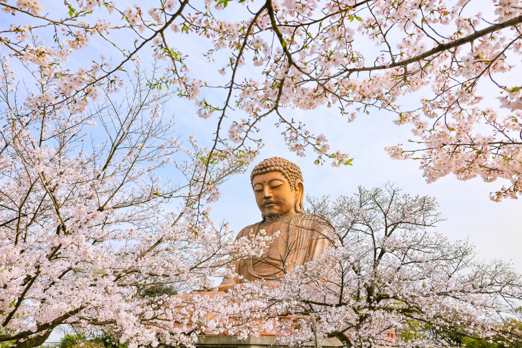 桜大仏