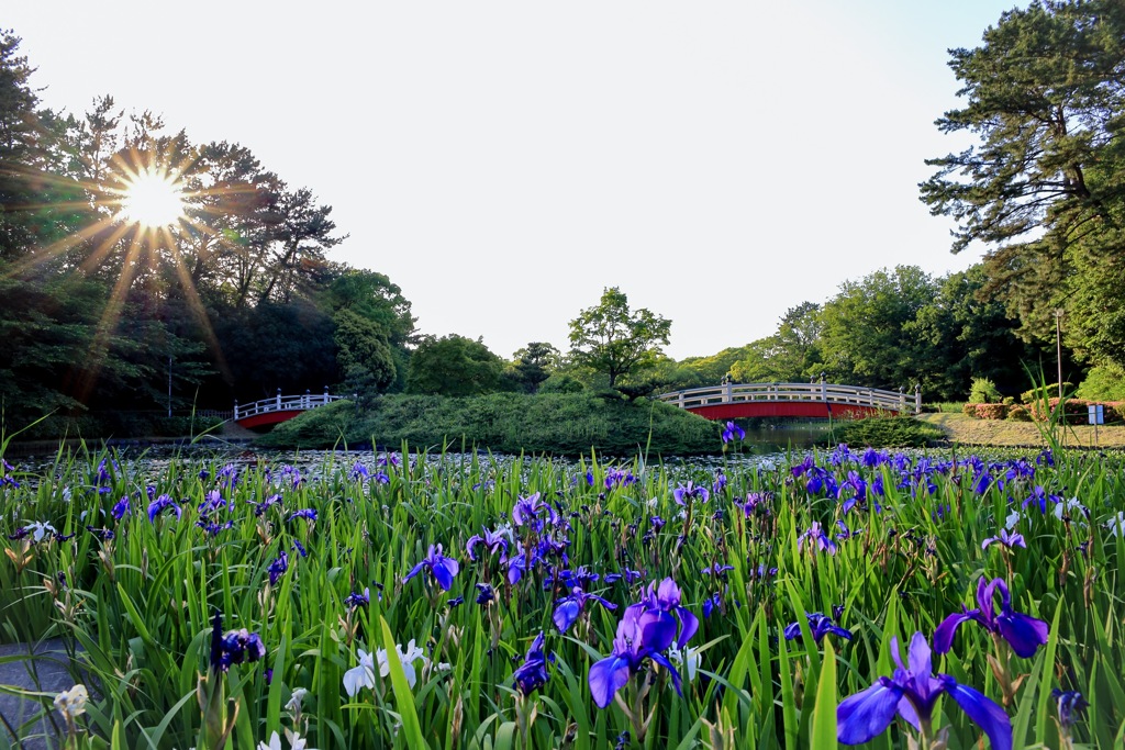 上野台公園