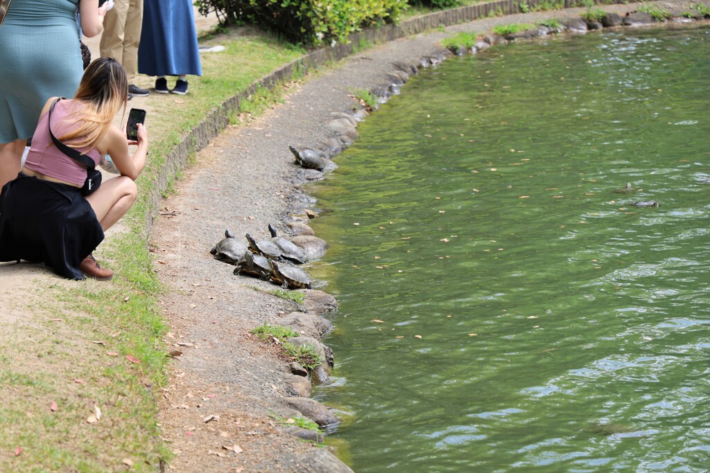 WOW!! Japanese Turtles!