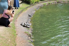 WOW!! Japanese Turtles!