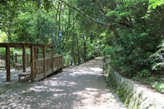 新緑の散歩道