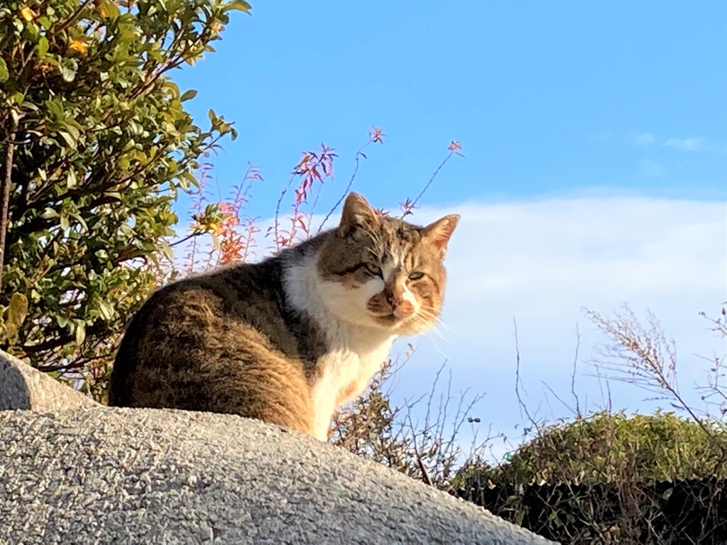 近所の主様