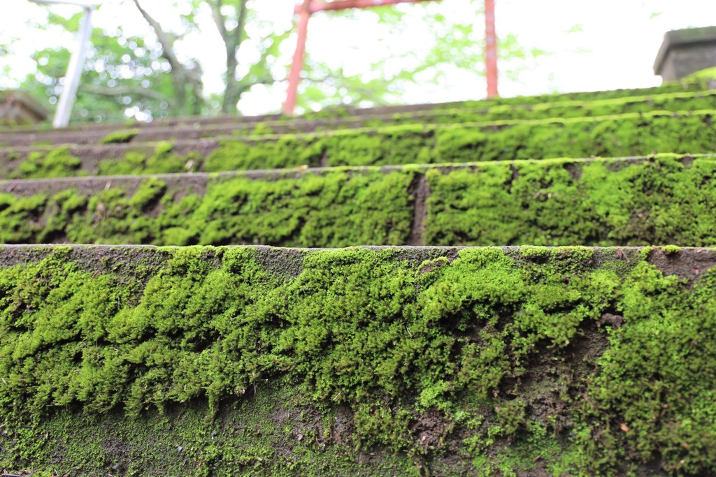 苔むした階段