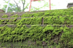 苔むした階段