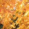 もみじの向こうの紅葉