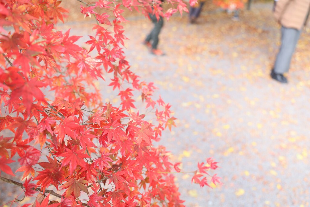 紅葉と、それに魅せられに来た人々