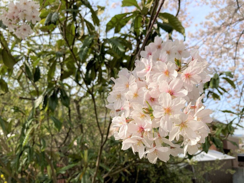 一塊の桜