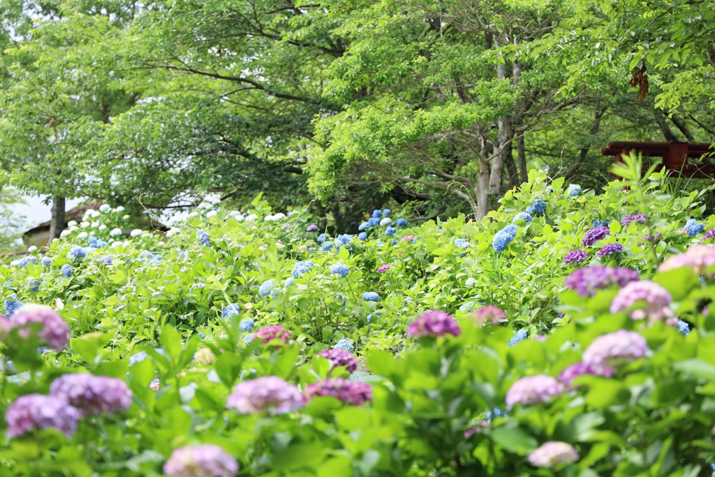 水色、紫、時々白