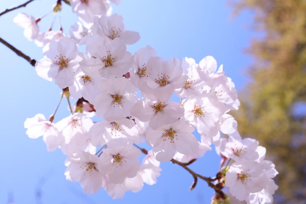 鈴なり桜