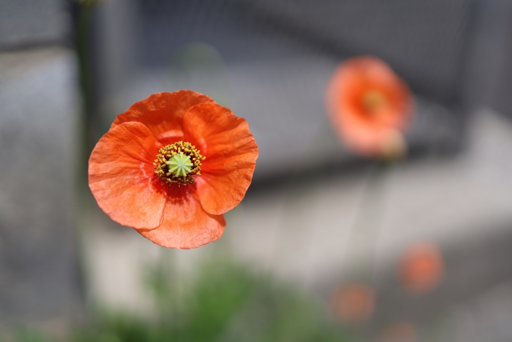 置かれたところで咲く花