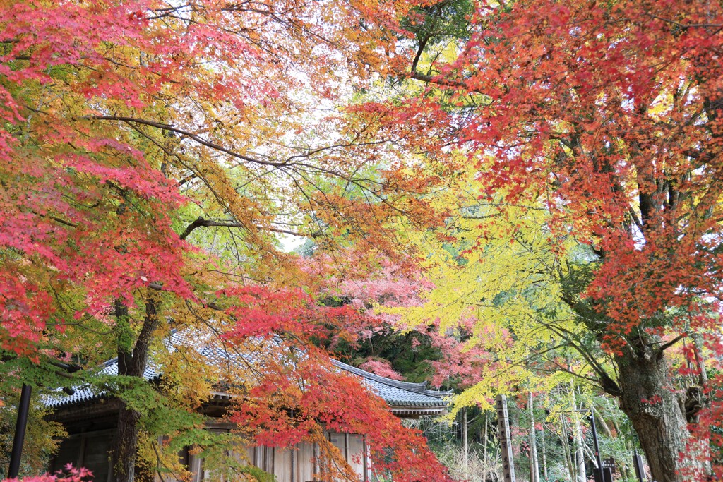 赤と黄色と緑と御堂