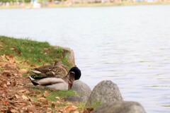 ちょっと水辺で一休み